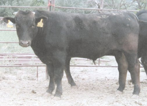 Picture of RSC Fuku-Yasu 2613